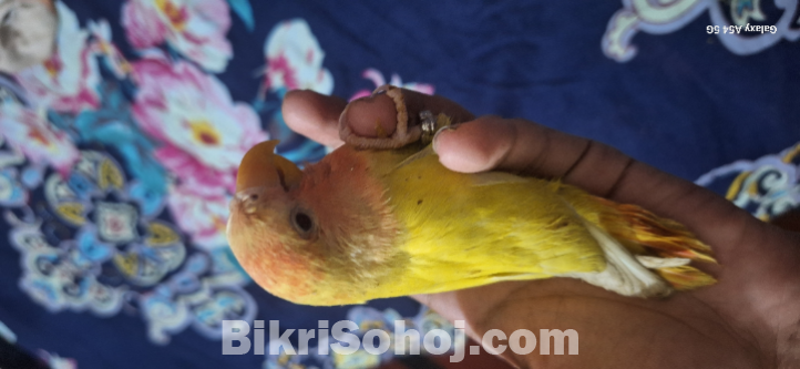 Love bird